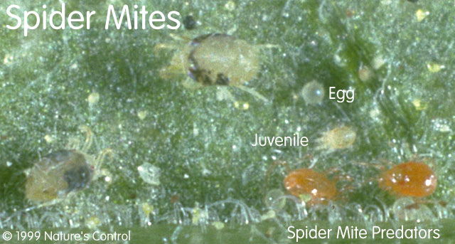 spider mite life cycle