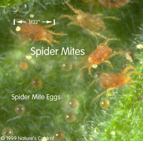spider mite life cycle