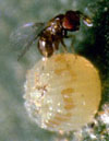 Caterpillar Parasite Trichogramma Wasp