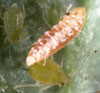 Aphid Predators Aphidoletes aphidimyza eat Aphids