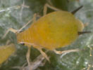 Typical Aphid
