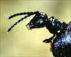Fly Parasite Hatches from a Fly Pupae