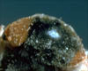 Mealybug Destroyers Cryptolaemus montrouzieri Devour Mealybugs & Scales