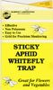 Sticky Yellow Traps Catch Flying Whiteflies