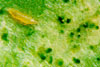 Typical Thrips Larvae