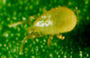 Thrips Predator Mites Eat Thrips
