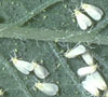 Typical Whiteflies on Leaf