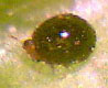 Whitefly Predators