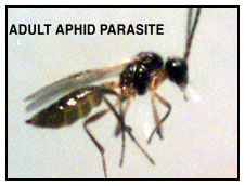 Adult Aphid Parasite