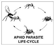 Aphid Parasite Lifecycle